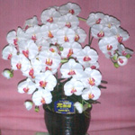 造花 胡蝶蘭(白・赤)