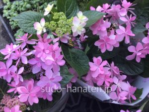 ピンクの額紫陽花（ガクアジサイ）