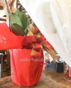 鉢も綺麗にラッピングします