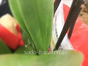 胡蝶蘭の株元には、お手入れの方法をご説明した資料を差し込みます