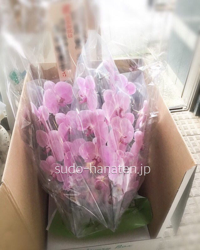 花の保護のため、透明なセロファンでの保護と共に、胡蝶蘭全体をセロファンラッピングして、箱に詰めて送ります