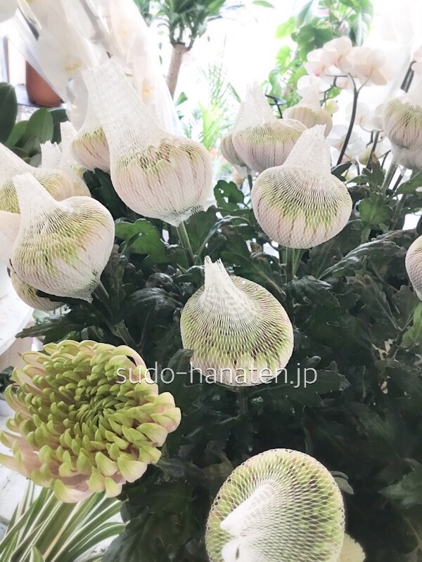 洋菊でロサーノシャルロッテです アナスタシアの一種で、白とグリーンのグラデーションが綺麗な菊です