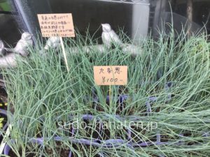 九条葱（クジョウネギ）です 通常の白葱の約2、4倍位の値段のする高級京野菜九条葱（クジョウネギ）です 通常の白葱の約2、4倍位の値段のする高級京野菜