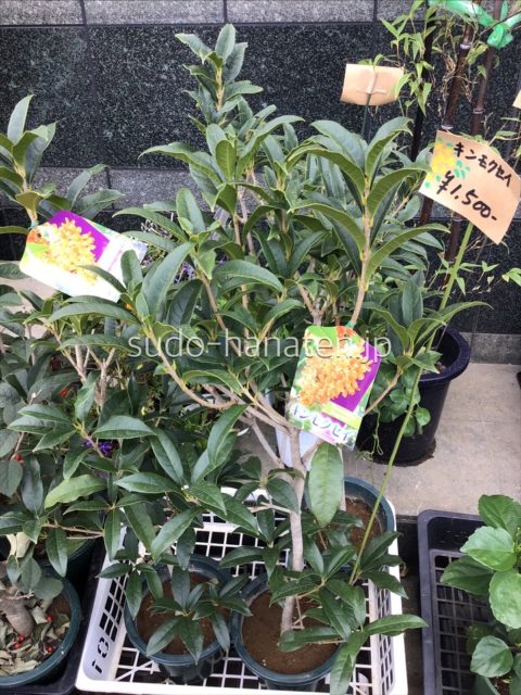 10 2の東京 新小岩の様子 花キューピット加盟店 東京 葛飾 新小岩の花屋 須藤花店 胡蝶蘭 観葉植物 スタンド花など法人贈答ギフト対応 10 2の東京 新小岩の様子 花キューピット加盟店 東京 葛飾 新小岩の花屋 須藤花店 胡蝶蘭 観葉植物 スタンド花など法人贈答ギフト対応