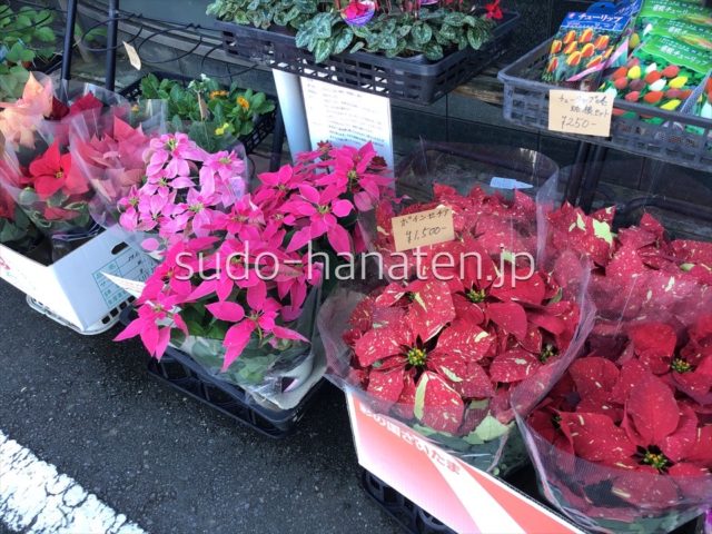 赤い葉の美しいポインセチアの鉢植え