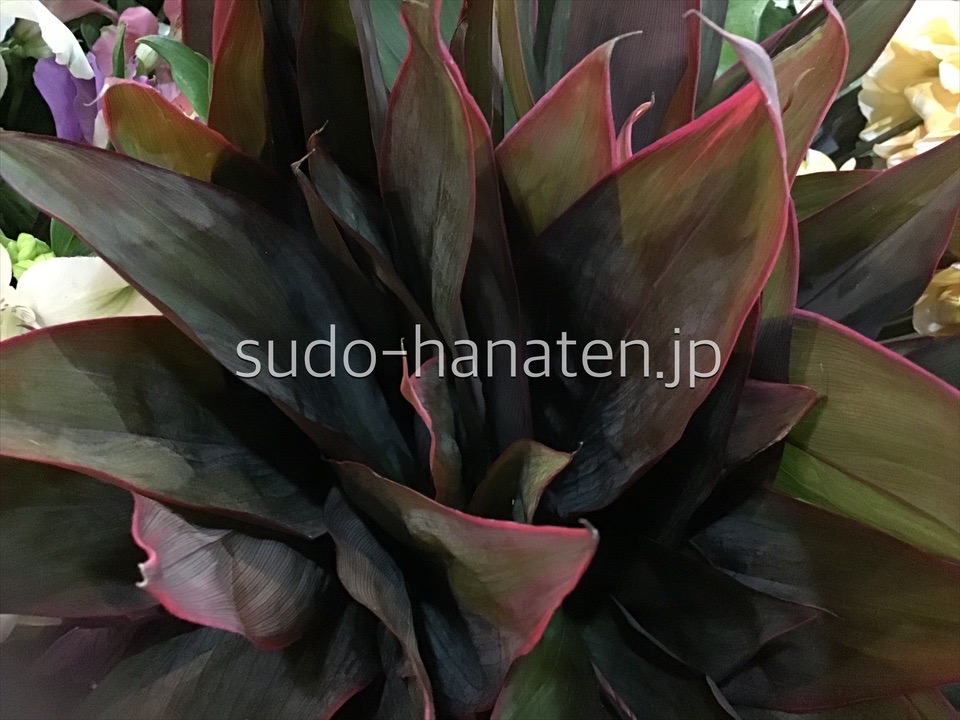 ドラセナ 花キューピット加盟店 東京 葛飾 新小岩の花屋 須藤花店 胡蝶蘭 観葉植物 スタンド花など法人贈答ギフト対応