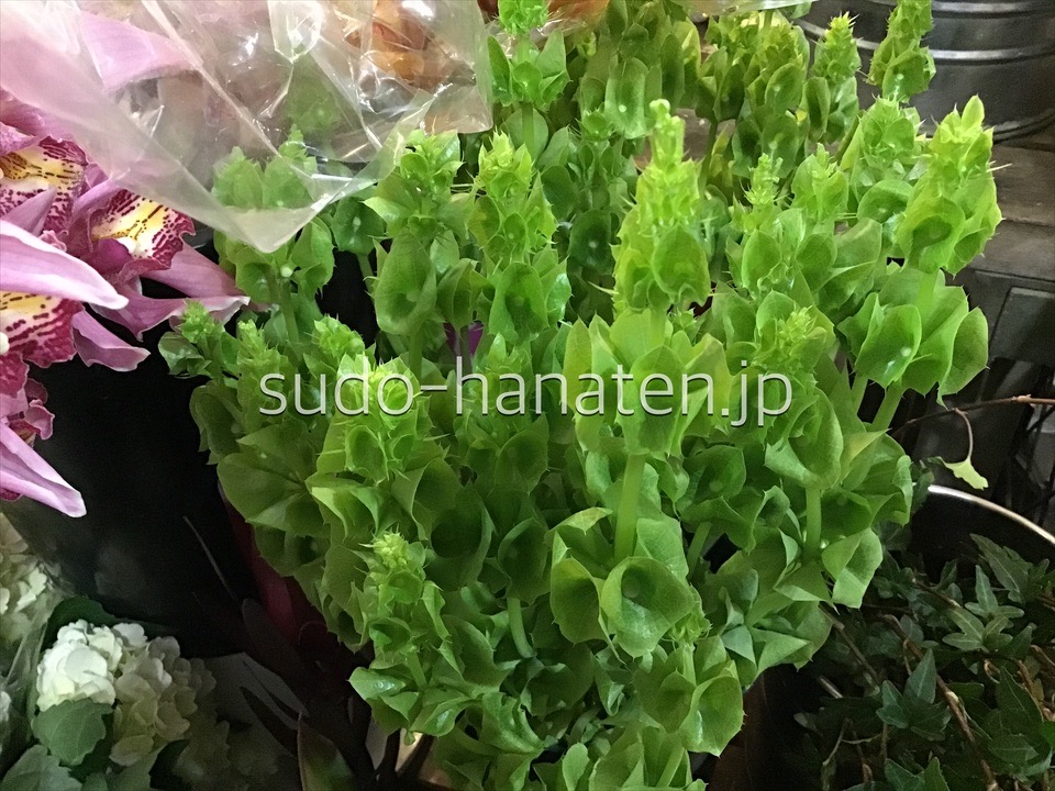 モルセラ 花キューピット加盟店 東京 葛飾 新小岩の花屋 須藤花店 胡蝶蘭 観葉植物 スタンド花など法人贈答ギフト対応