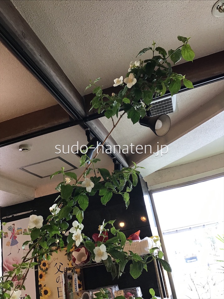 梅花ウツギ(枝物)