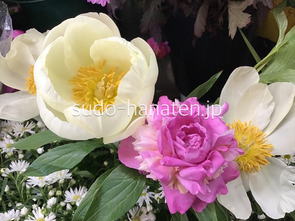 シャクヤク 芍薬