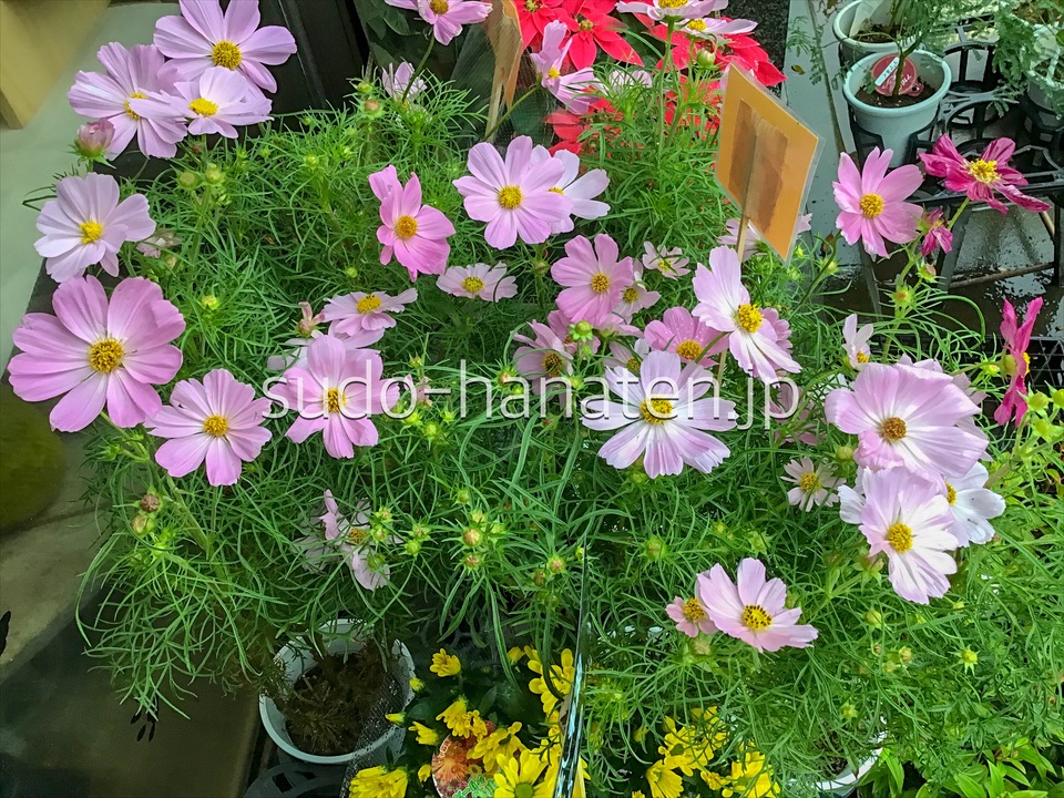 コスモス(秋桜)