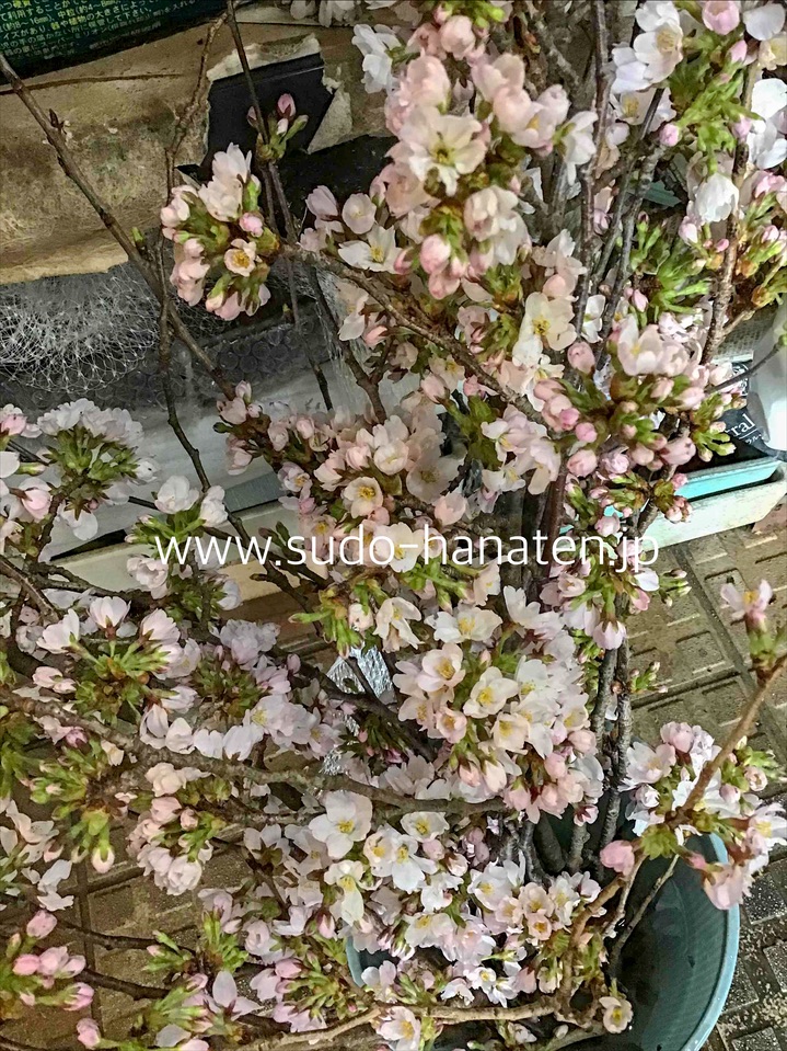 葉桜