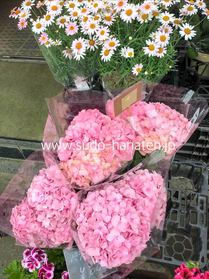 紫陽花(アジサイ)