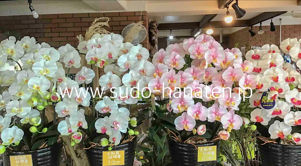 光触媒胡蝶蘭(造花)