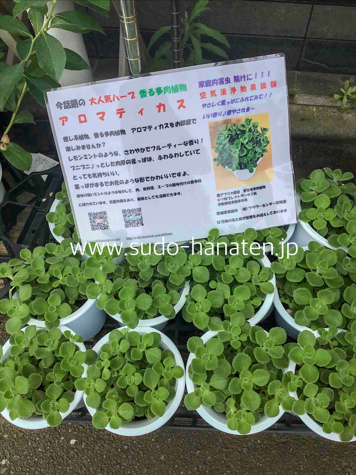 07 06 話題の香る多肉植物アロマティカスが入荷しました 花キューピット加盟店 東京 葛飾 新小岩の花屋 須藤花店 胡蝶蘭 観葉植物 スタンド花など法人贈答ギフト対応