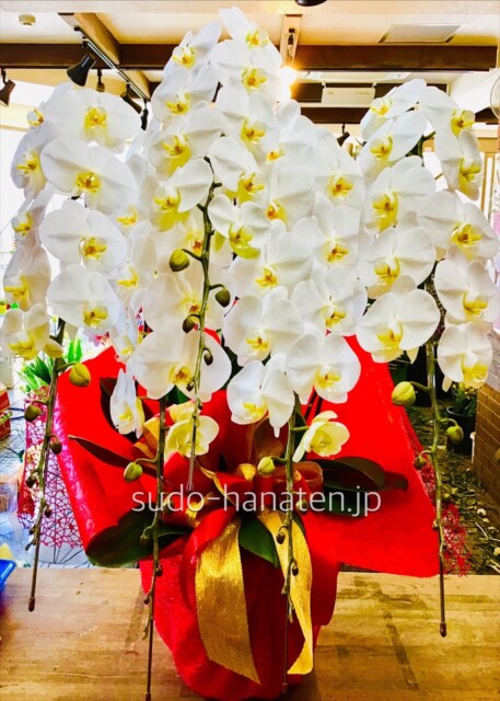 胡蝶蘭5本立ち（正面）