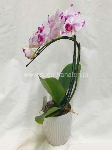 胡蝶蘭