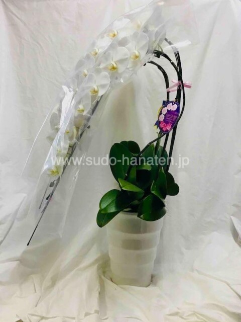 胡蝶蘭