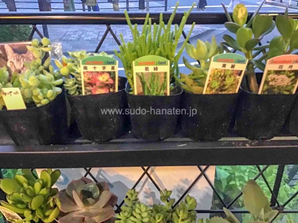 須藤花店で入荷した多肉植物（観葉植物・グリーンインテリア）