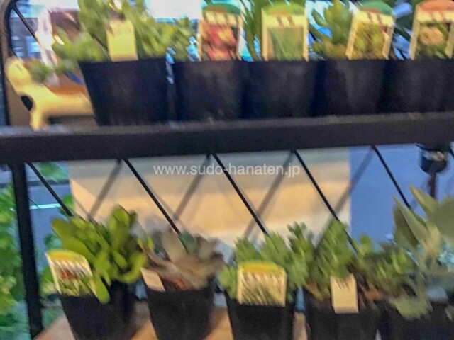 多肉植物３