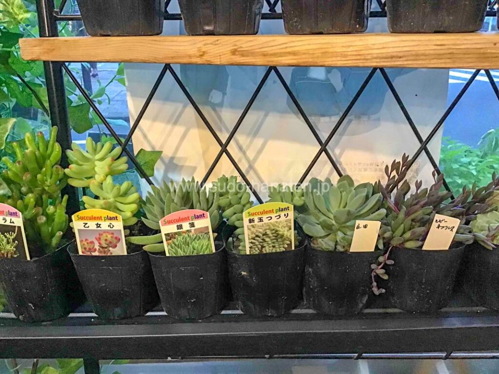 須藤花店で入荷した多肉植物（観葉植物・グリーンインテリア）