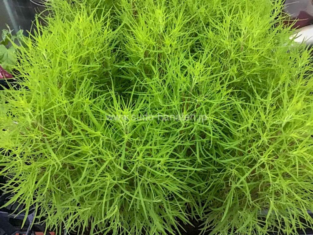 夏の緑花材 コキア（ホウキグサ）ふわふわの姿