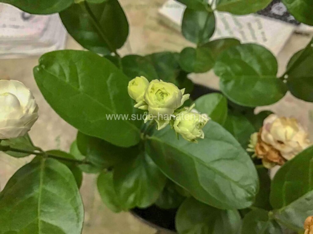 八重咲アラビアジャスミン（茉莉花）白く可憐な花