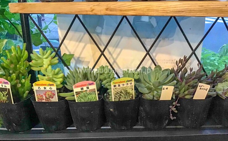 多肉植物1