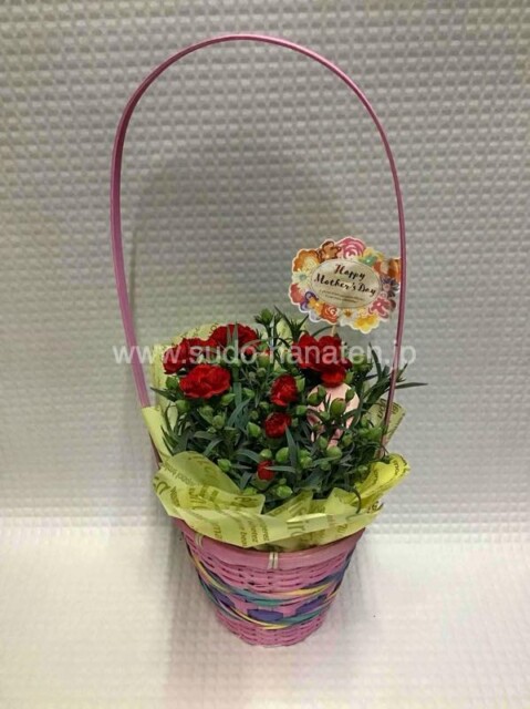 カゴ入りカーネーション鉢(母の日ピック入り)