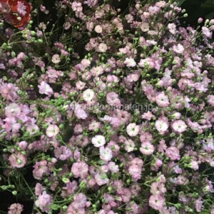 ピンク色のかすみ草