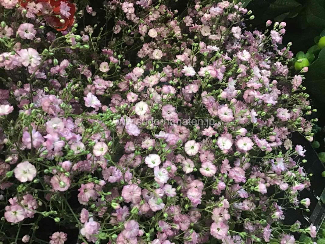 ピンク色のかすみ草
