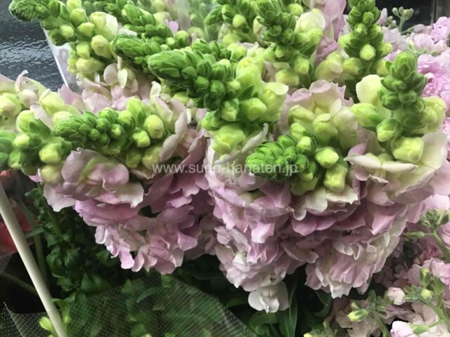 金魚草