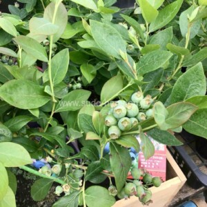 ぎっしり実った大粒ブルーベリー！収穫が楽しみです