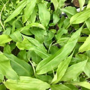 毎年収穫が楽しめる！ミョウガの苗入荷しました
