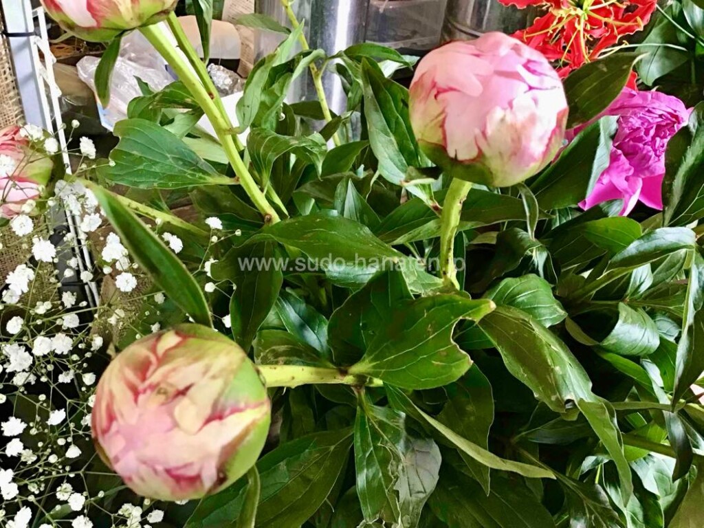 大輪の美しさと優雅な香り。今が旬の芍薬