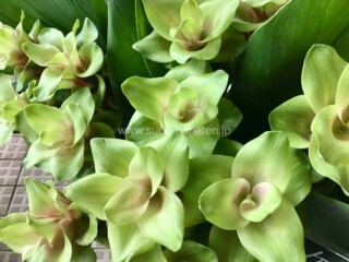 涼しげな緑が夏にぴったり。クルクマ入荷中