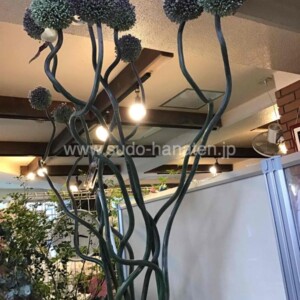 インパクト抜群！140cm超のアリアム