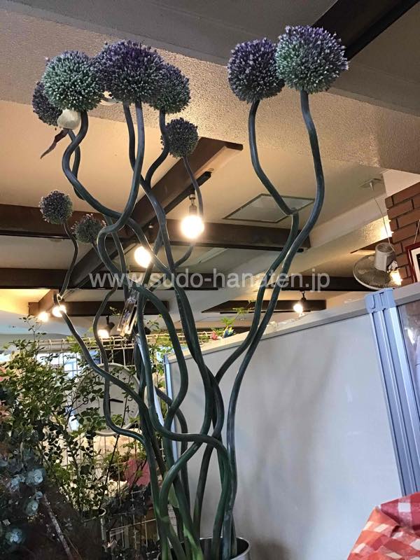 インパクト抜群!140cm超のアリアム