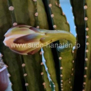 純白の花を咲かせそうなサボテン、今だけの貴重な開花シーン