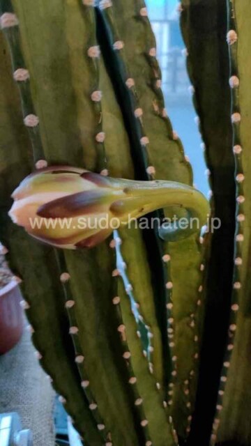 純白の花を咲かせそうなサボテン、今だけの貴重な開花シーン