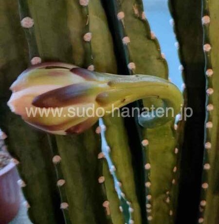純白の花を咲かせそうなサボテン、今だけの貴重な開花シーン