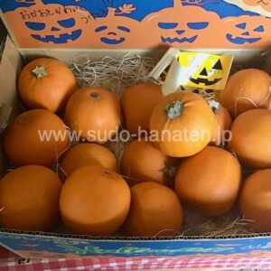 ハロウィン用おもちゃカボチャ