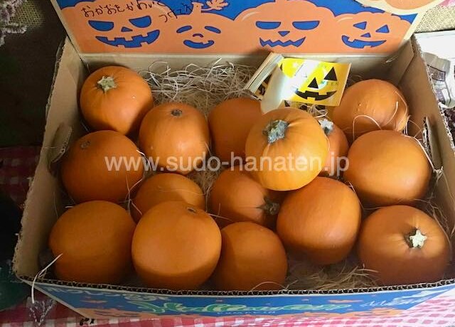 ハロウィン用おもちゃカボチャ