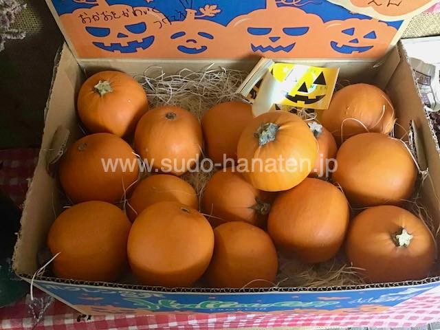 ハロウィン用おもちゃカボチャ