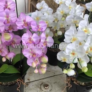 光触媒ミニ胡蝶蘭（3本立ち）