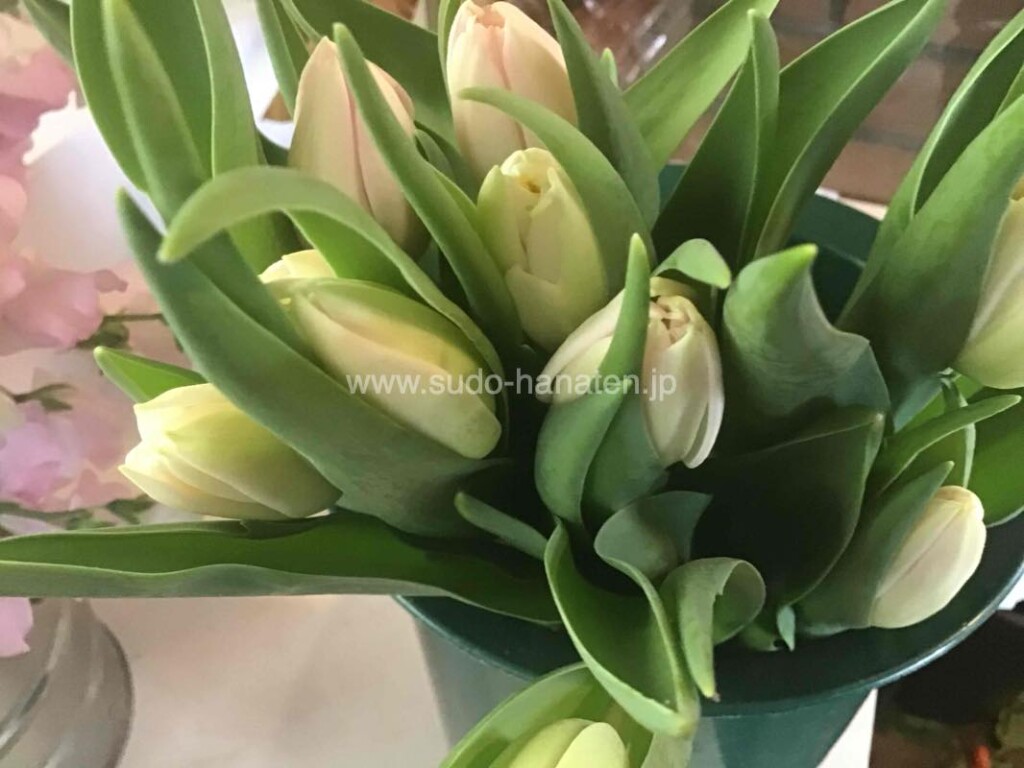 チューリップ