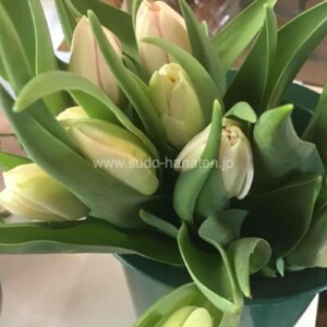 チューリップ