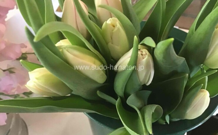 チューリップ