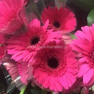 大輪ガーベラ「クレオパトラ」