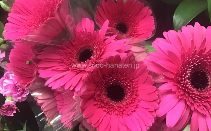 大輪ガーベラ「クレオパトラ」