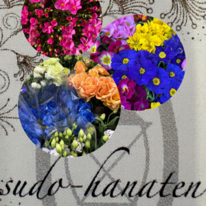 2026年初荷、可愛い苗ものが入荷しました